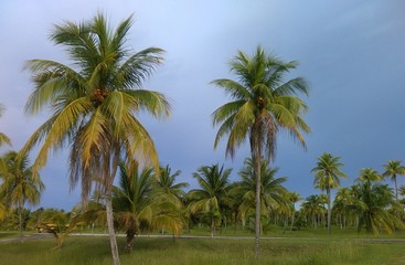 Fototapeta na wymiar Palmen auf Cuba