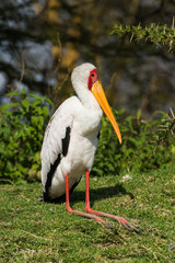 Yellow-billed stork (Mycteria ibis) by Lake Naivasha, Kenya