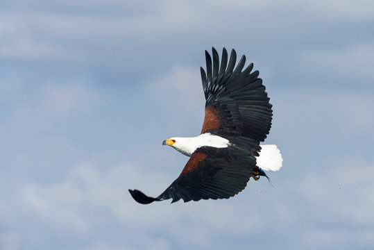 African fish eagle (Haliaeetus vocifer) flying, Lake Naivasha, Kenya