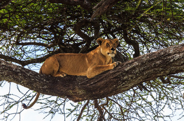 Injured lioness laying in tree, missing part of nose 