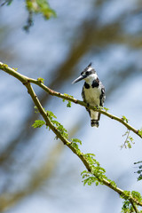 Female Pied kingfisher (Ceryle rudis) perched on branch, Kenya