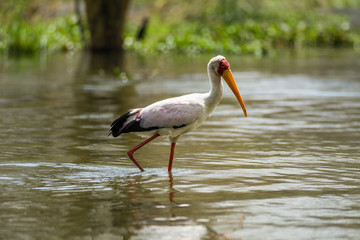 Yellow-billed Stork (Mycteria ibis) wading in shallow water, lake Naivasha, Kenya