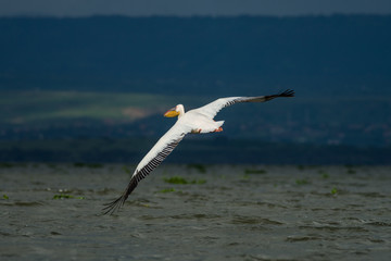 Fototapeta na wymiar Great white pelican (Pelecanus onocrotalus) in flight, lake Naivasha, Kenya