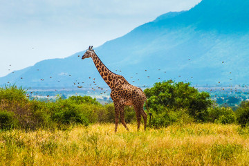Giraffe in African landscape
