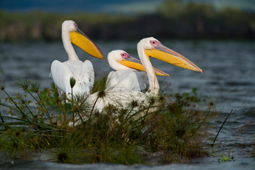 Three Great white pelicans (Pelecanus onocrotalus) sat on water hyacinth, lake Naivasha, Kenya