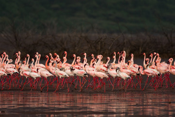 Lesser Flamingos (Phoenicoparrus minor) Walking In Line At Lake Bogoria, Kenya