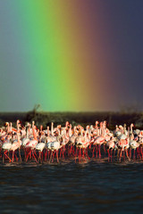 Fototapeta premium Lesser flamingos (Phoenicoparrus minor) standing in shallow water during light rain with rainbow in background, Lake Bogoria, Kenya