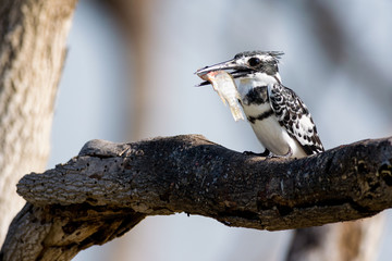 Male Pied kingfisher (Ceryle rudis) perched on branch with fish in mouth, Kenya