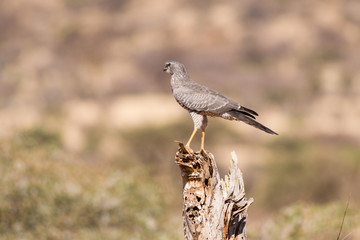 Eastern chanting goshawk (Melierax poliopterus) perched on branch, Samburu National Game Park Reserve, Kenya, East Africa