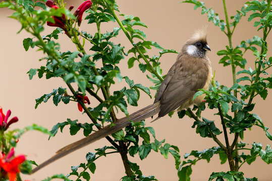 Speckled Mousebird (Colius Striatus) perched on a branch, Kenya
