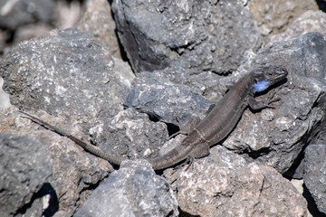 La Palma Lizard (gallotia galloti palmae) resting on volcanic lava rock in sunlight