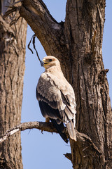 Tawny eagle (aquila rapax) on tree branch, Samburu National Reserve, Kenya, East Africa