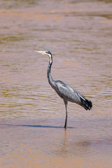 Black-headed Heron (Ardea melanocephala) standing in river water, Samburu National Reserve, Kenya, East Africa