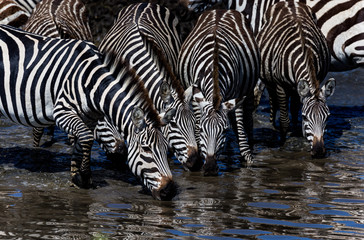 Fototapeta na wymiar 4 zebras drinking from lake in Africa