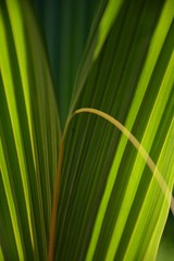 Full frame closeup of green palm frond