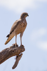 Eastern chanting goshawk (Melierax poliopterus) perched on branch, Samburu National Game Park Reserve, Kenya, East Africa