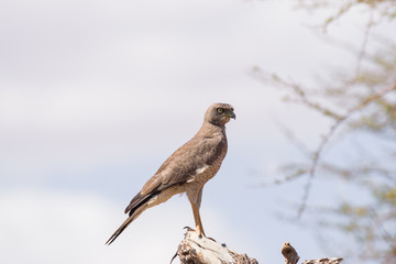 Eastern chanting goshawk (Melierax poliopterus) perched on branch, Samburu National Game Park Reserve, Kenya, East Africa