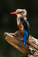 Grey-headed kingfisher (Halcyon leucocephala) perched on tree stump, Samburu National Game Park Reserve, Kenya, East Africa