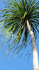 Ponytail palm tree against clear blue sky