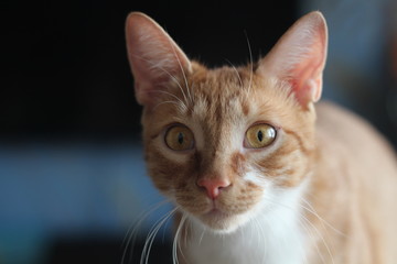 Ginger cat on the background of the board.