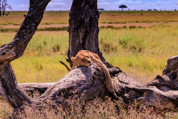 Obraz premium lioness asleep with paws stretched over dead tree with open fields in background