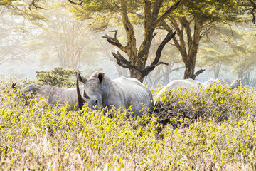 Fototapeta premium Rhino