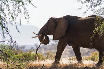 African bush elephant (Loxodonta africana) eating acacia tree branch , Samburu National Reserve, Kenya, East Africa © James