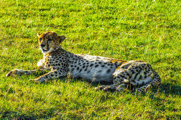 Cheetah lying on the grass