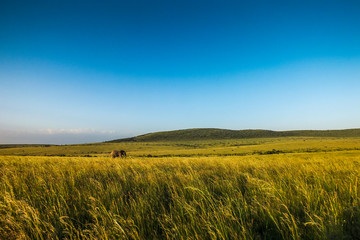 Obraz premium Savannah Landscape