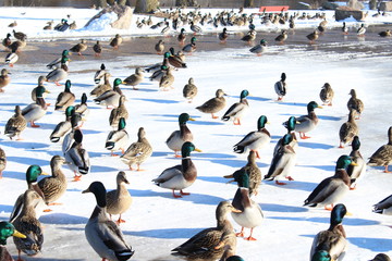 large flock of ducks on snow