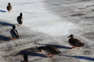 ducks on ice