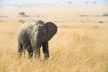 Fototapeta na wymiar A juvenile African bush elephant (Loxodonta Africana) standing in dry grass on open plain, Masai Mara, Kenya