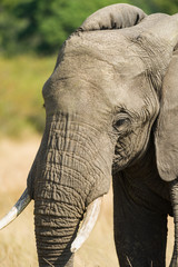 Fototapeta na wymiar African Bush Elephant (Loxodonta africana) in savanna, Masai Mara, Kenya