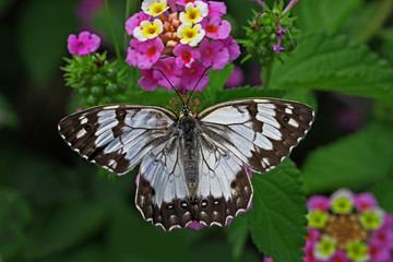 Akdeniz melikesi kelebeği   Melanargia titea butterfly © mylasa