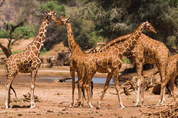 Reticulated giraffe (Giraffa camelopardalis reticulata), Samburu National Game Park Reserve, Kenya, East Africa