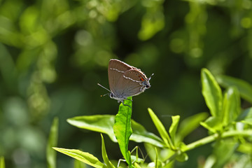 güzel sev beni kelebeği ; Satyrium spini butterfly 