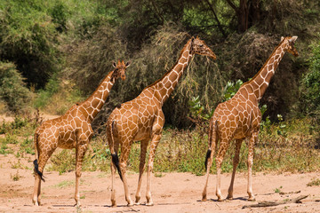 Reticulated giraffe (Giraffa camelopardalis reticulata), Samburu National Game Park Reserve, Kenya, East Africa