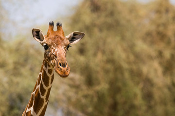 Portrait of a Reticulated giraffe (Giraffa camelopardalis reticulata), Samburu, Kenya