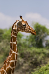 Reticulated giraffe (Giraffa camelopardalis reticulata), Samburu National Game Park Reserve, Kenya, East Africa