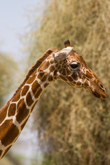 Reticulated giraffe (Giraffa camelopardalis reticulata), Samburu National Game Park Reserve, Kenya, East Africa