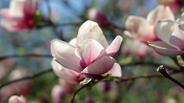 pink magnolia bud, flowers of the pink magnolia, pink magnolia, pink Magnolia flowers on tree branch, Magnolia tree blossom, pink magnolia blossoms on the sky background