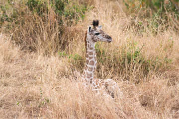 Masai giraffe (Giraffa camelopardalis tippelskirchi) resting in dry grass, Masai Mara National Game Park Reserve, Kenya, East Africa