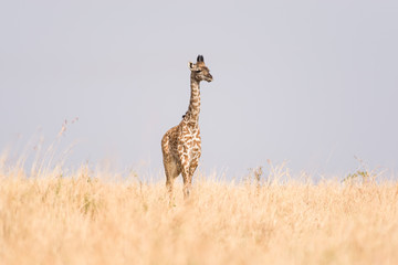 Masai Giraffe (Giraffa camelopardalis tippelskirchi), Maasai Mara, Kenya