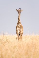 Masai giraffe (Giraffa camelopardalis tippelskirchi) in open savanna, Masai Mara National Game Park Reserve, Kenya, East Africa