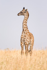 Masai giraffe (Giraffa camelopardalis tippelskirchi) in open savanna, Masai Mara National Game Park Reserve, Kenya, East Africa