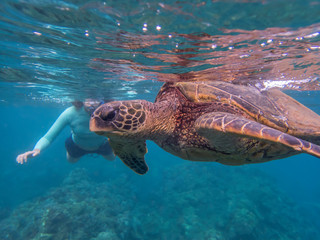 Obraz premium Green Sea Turtle Close Up Profile Underwater