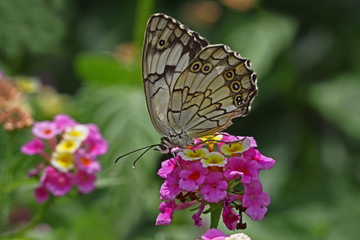Akdeniz melikesi kelebeği   Melanargia titea butterfly © mylasa
