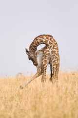Masai giraffe (Giraffa camelopardalis tippelskirchi) preening, Masai Mara National Game Park Reserve, Kenya, East Africa