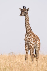 Masai Giraffe (Giraffa camelopardalis tippelskirchi), Maasai Mara, Kenya