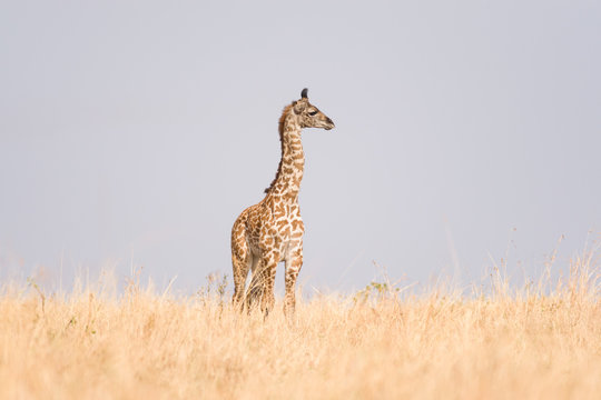 Masai giraffe (Giraffa camelopardalis tippelskirchi) in open savanna, Masai Mara National Game Park Reserve, Kenya, East Africa